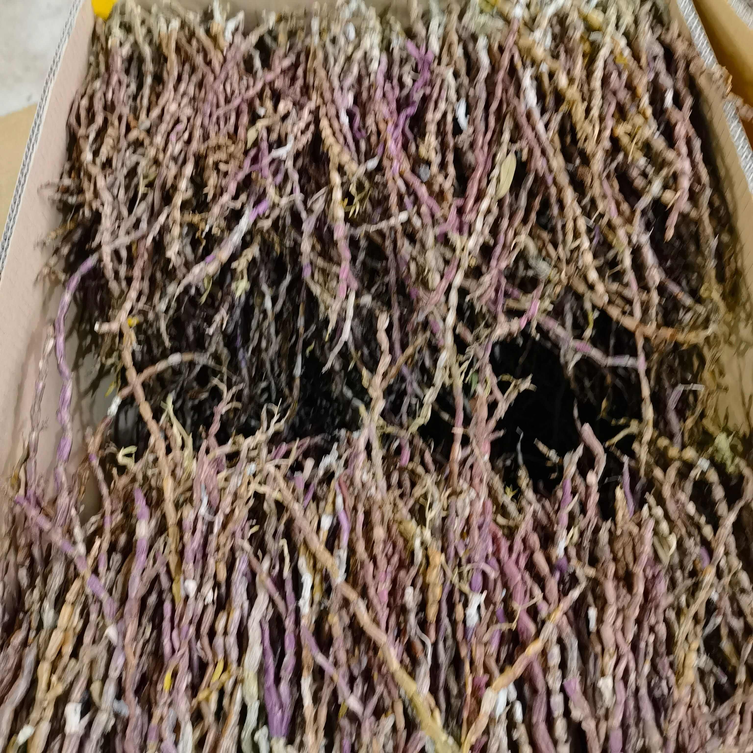龙陵县铁皮石斛红皮条芽条肉质细腻，胶质杠杠的批发