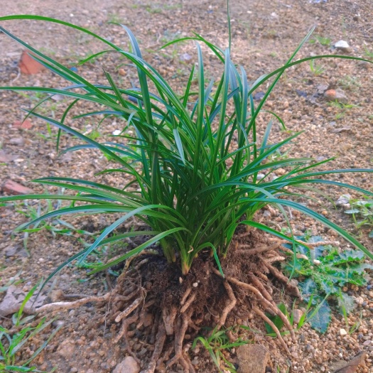 随县下坡兰花草种苗栽种苗春兰苗蕙兰苗量大优惠可开票绿植花卉盆景
