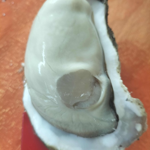 遂溪县湛江生蚝源头养殖，源头发货，规格货，统货都有，货源稳定