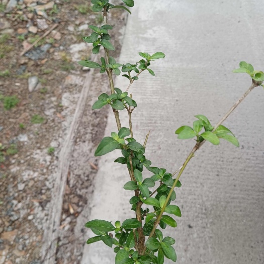 瑞昌市六月雪苗，药用品种，正品