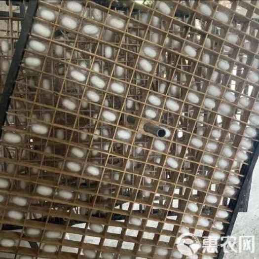 兴国县优质蚕丝，农家自养，量大
