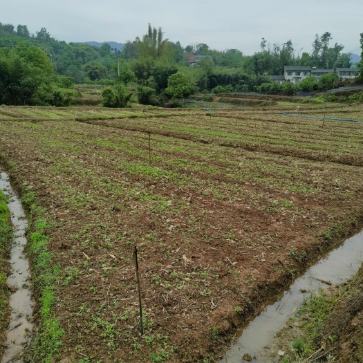 重庆江津区供应黄柏芽苗 林木种子许可证经营 可靠品质