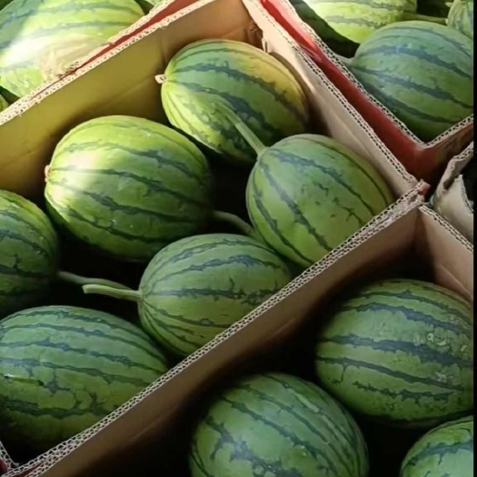 漯河大徐小吊瓜（新鲜现摘）按当天装车价【皮薄肉甜，果型饱满西瓜