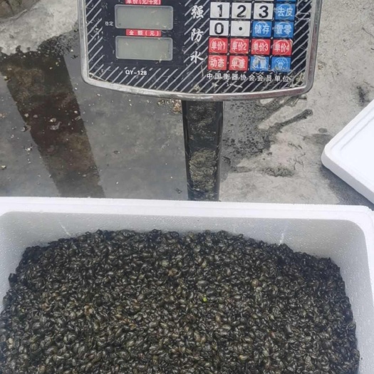 沭阳县精品漂螺，飘螺，蚂蝗开口料，小宽体金线蛭开口料