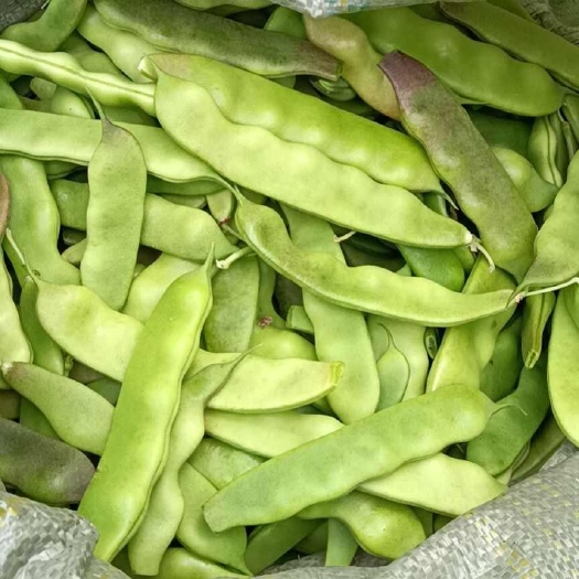 榆树市东北紫花大油，红金钩，代发样品