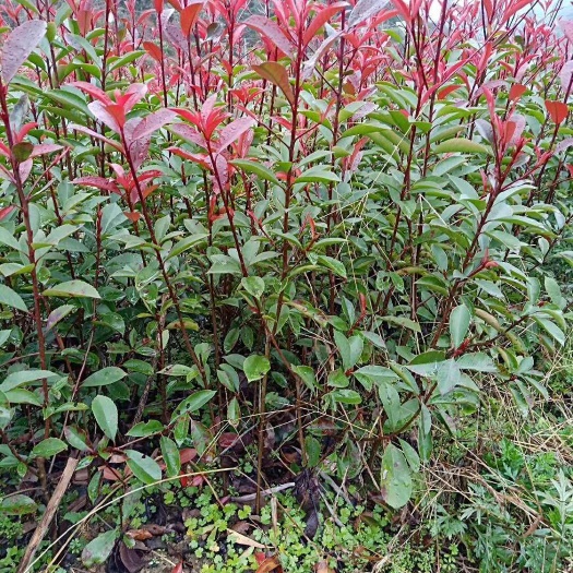 郴州湖南郴州1米高以上红叶石楠绿篱 红叶石楠杯苗 基地直销