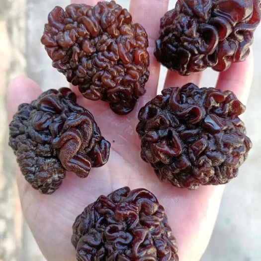 金乡县新鲜玛卡菌核桃菌猴脑菇