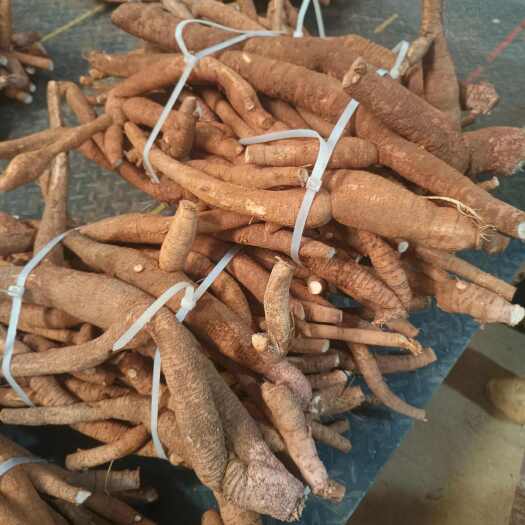 小叶牛大力鲜货，大统牛，中大统牛，中统牛，小统牛，牛大力统货