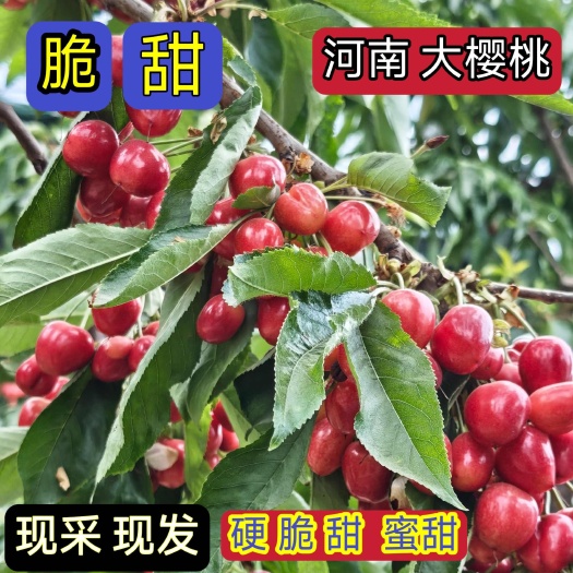 灵宝市河南桑提娜大樱桃车厘子萨米脱艳阳小文一号果园直发