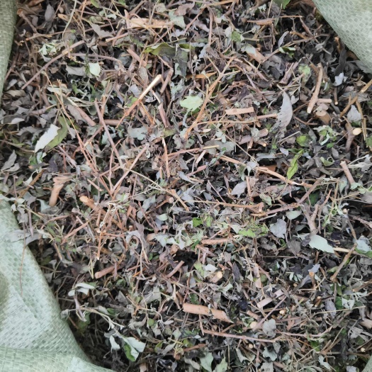 精品五指柑  黄荆