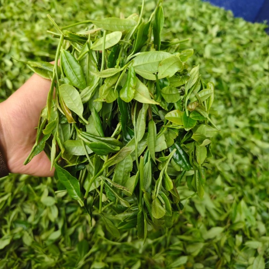 光山县纯野生的茶叶，户外人工采摘，叶片大，特别耐泡。