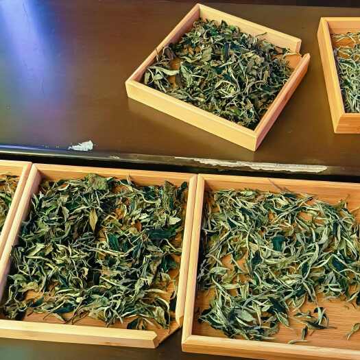 广南县白茶 白茶色泽深绿油润、香气清高   茶农直销