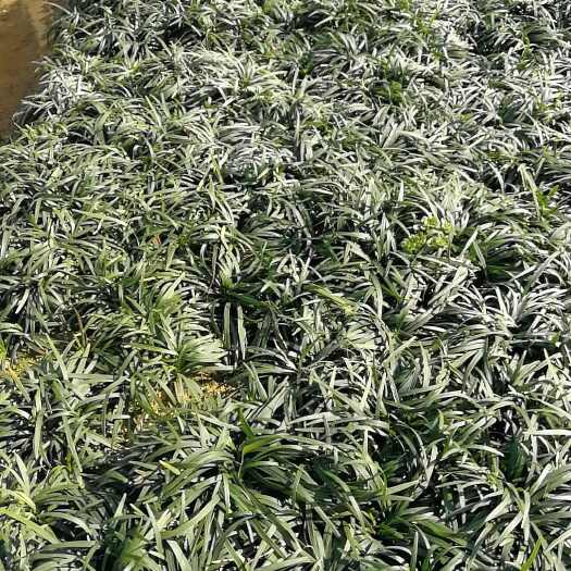 郴州日本矮麦冬  庭院绿化麦冬 玉龙草