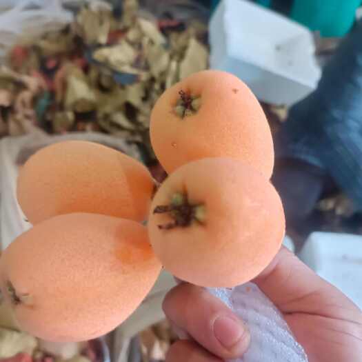 德昌县大五星枇杷