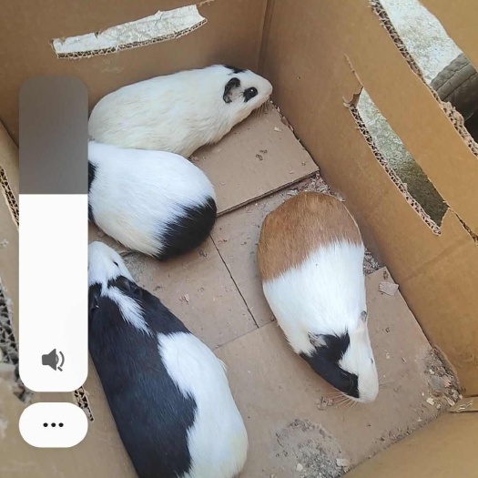 兴义市荷兰猪