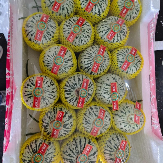 莘县花美人 花蕾  脆皮薄皮甜瓜 专业代办 供应市场商超社团