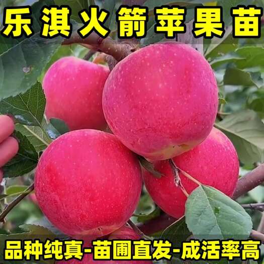 正品乐淇苹果苗 火箭苹果苗 品种纯真 基地现起现发 成活率高