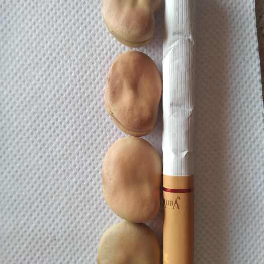 嵩明县云南生干蚕豆，各种等级，标准的货都有