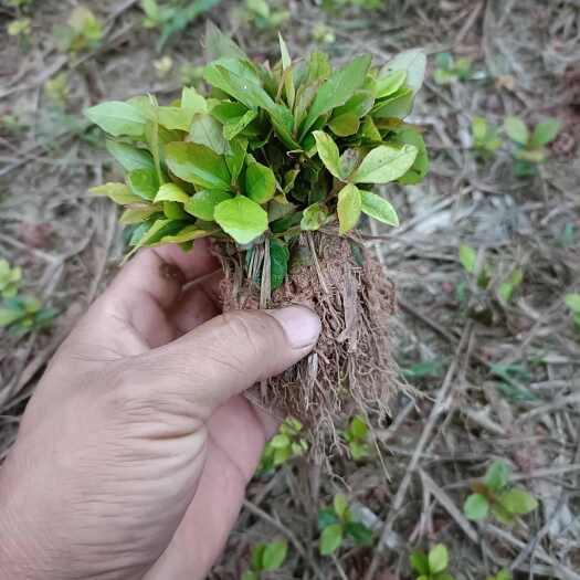 奉新县木荷芽苗，产地批发，自产自销，有30万芽苗供应，价格便宜。