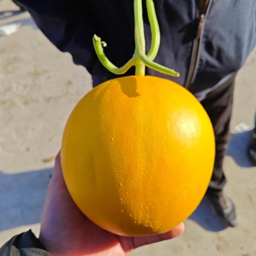 莘县黄河蜜瓜 久红瑞 瑞红 糖度高 皮毛好 供应市场商超社团