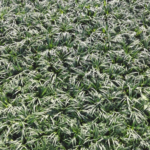 郴州基地直销 日本矮麦冬  优质麦冬喜阴植物
