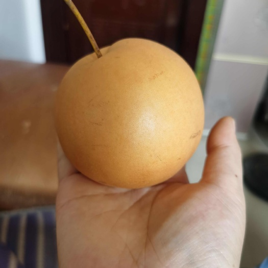 秋月梨，肉质细腻味甜汁水多，每年立秋过后成熟，现摘鲜果