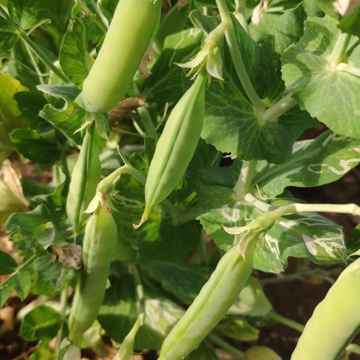 社旗县河南南阳新鲜豌豆荚 绿色蔬菜基地直供 当日采摘发货