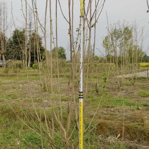 成都温江巴蜀园艺直发优质芙蓉花灌木苗木基地供货