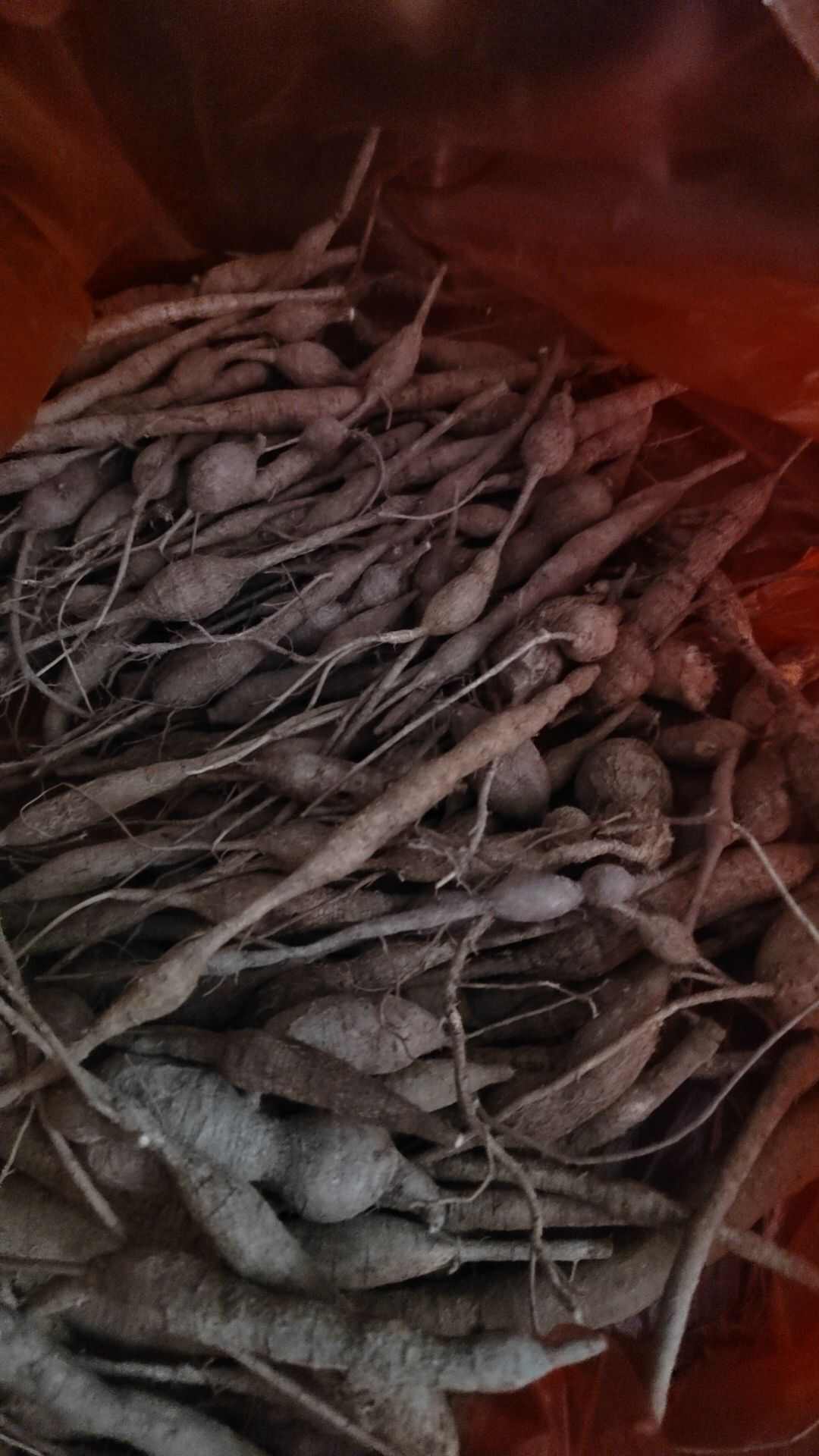小叶甘草牛大力