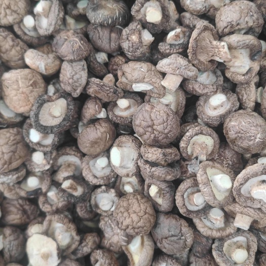 河南小香菇干货批发2-3cm可供商超电商展销会摆摊精品金钱菇