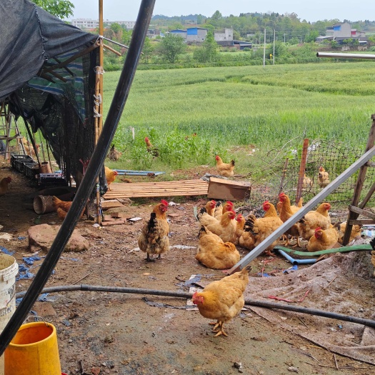 中江县天然散养土鸡 自家后院养殖 新鲜现杀自家后院散养的土鸡，
