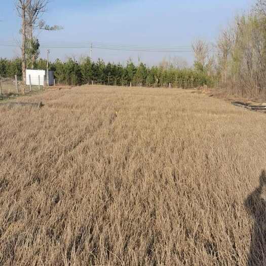 盐池县大量柠条苗出售