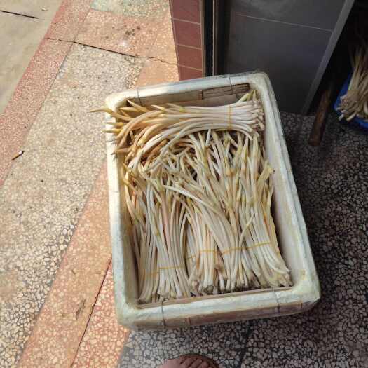 桃江县湖南益阳新鲜藕带 当日采摘水生蔬菜批发零售