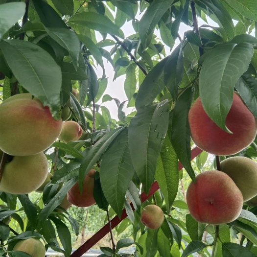 福建早熟蜜桃、黄桃，清明节前后上市