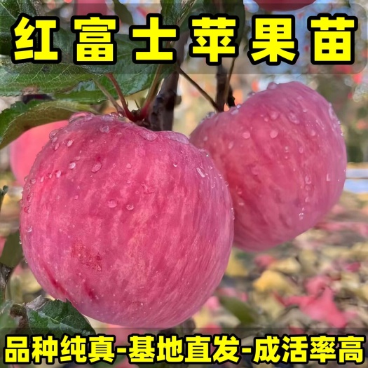 营口正品红富士苹果苗 品种纯真 基地现起现发 成活率高 提供技术