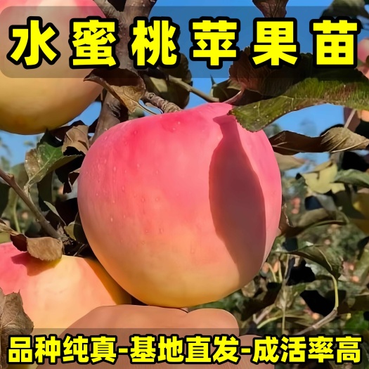 正品水蜜桃苹果苗 品种纯真 基地现起现发货 成活率高
