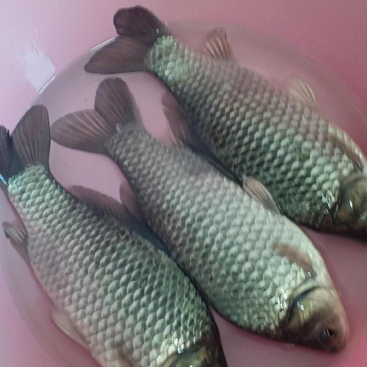 中科三号银鲫