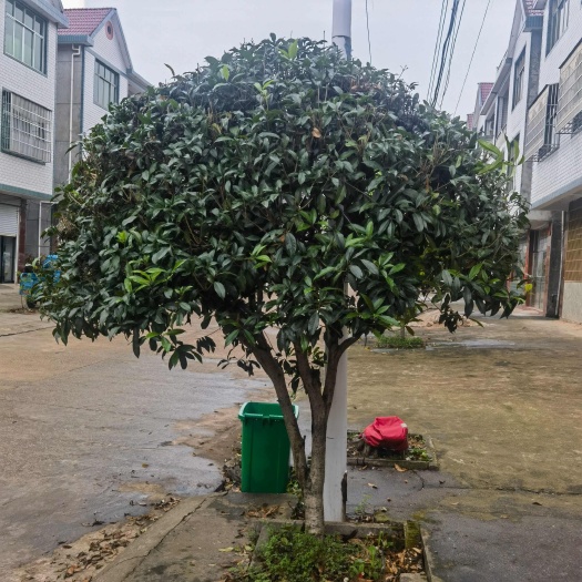 鄱阳县状元红桂花大树出售 直径十公分丹桂金桂大树出售