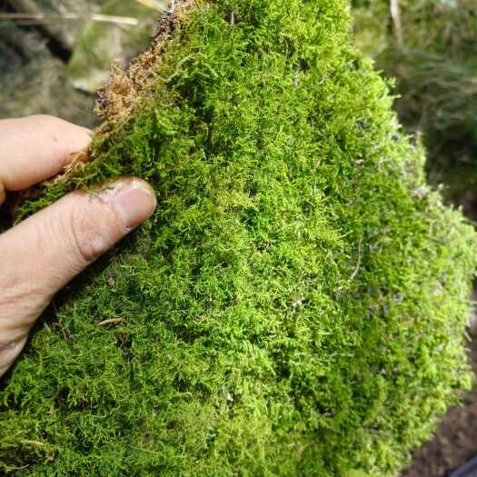 普安县苔藓鲜活培育苔藓采苔藓