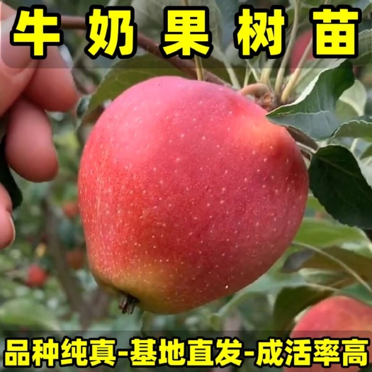 正品牛奶果树苗 奶油苹果苗 品种纯真 基地现起现发 成活率高