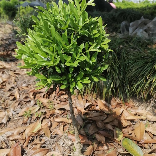 阳朔县杆高十五冠三十的雀舌黄杨
