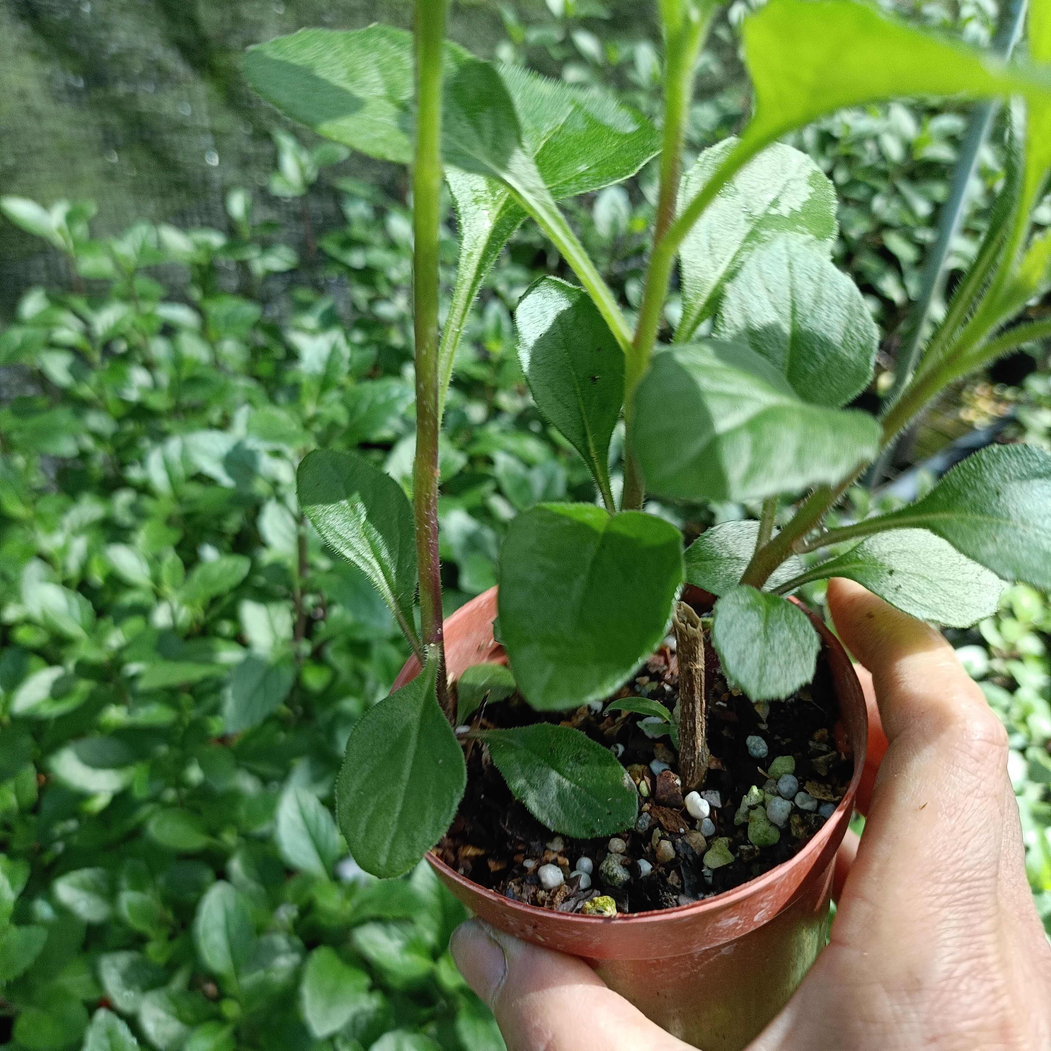 漳州片仔癀草降肝火可做盆栽可煮肉汤可和甘蔗一起榨汁好养易活