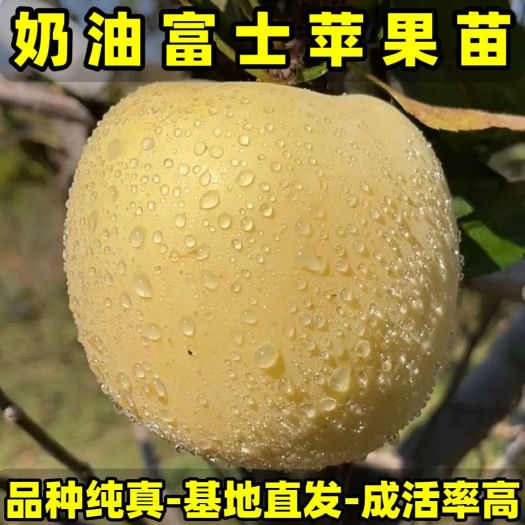 正品奶油富士苹果苗 品种纯真 基地现起现发货  成活率高