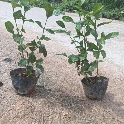 茉莉花，大量供应，规格齐全