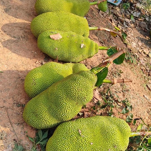 勐腊县菠萝蜜