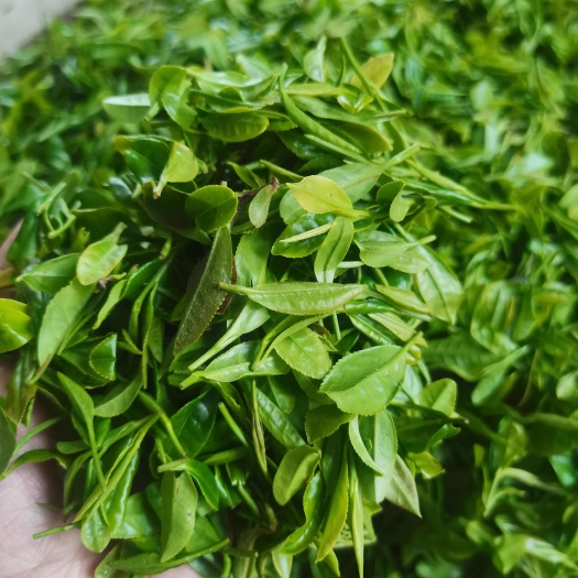 信阳新茶信阳毛尖春口粮茶栗香浓郁耐泡回甘持久高山云雾茶
