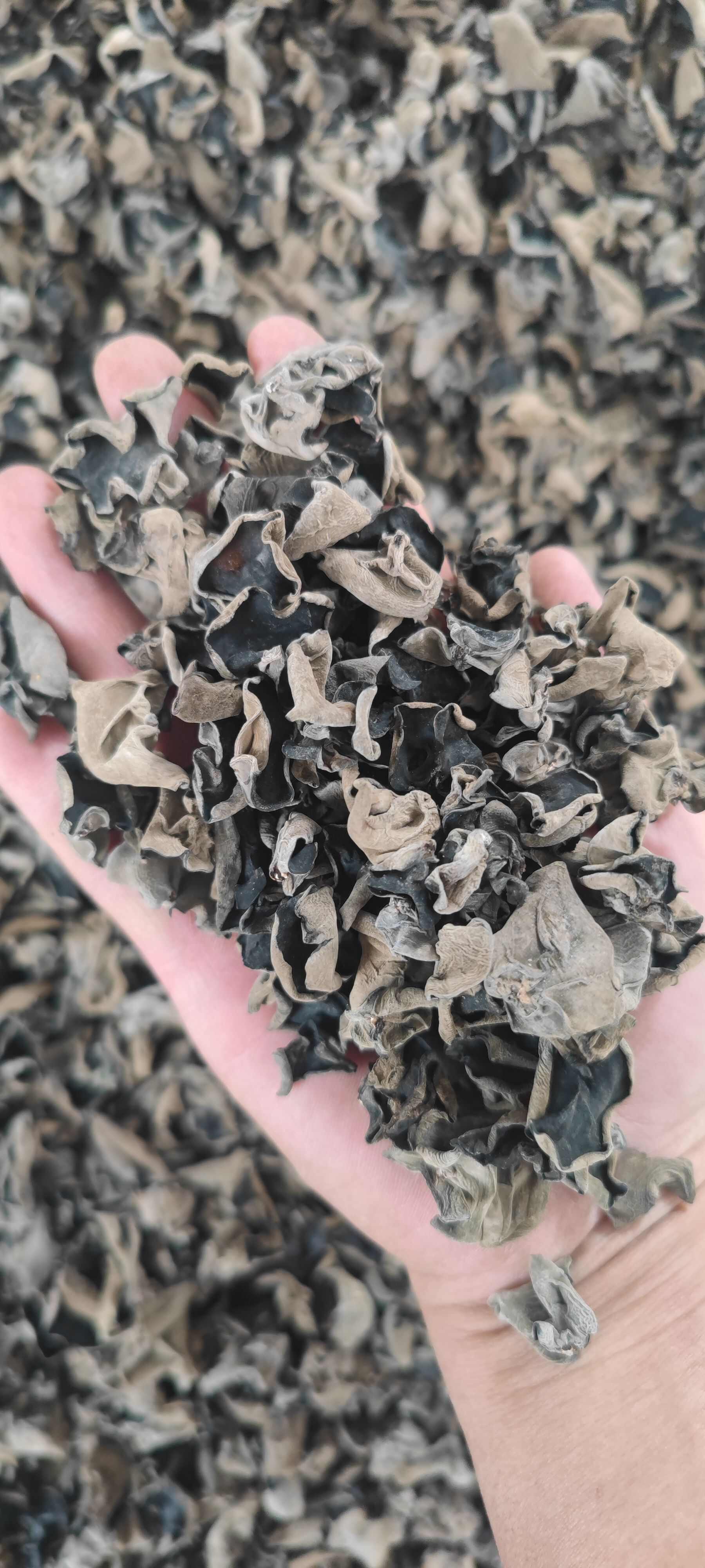 【無增重 高泡發(fā)率】東北黑木耳干貨批發(fā)秋木耳商超電商小碗耳