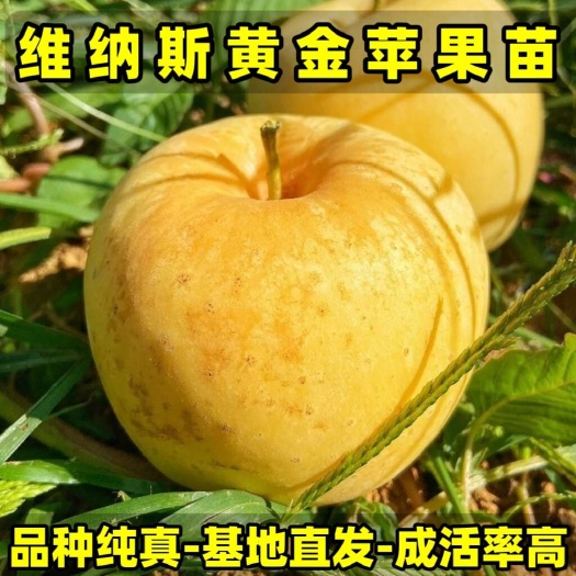 营口正品维纳斯黄金苹果苗 品种纯真 基地现起现发货 成活率高