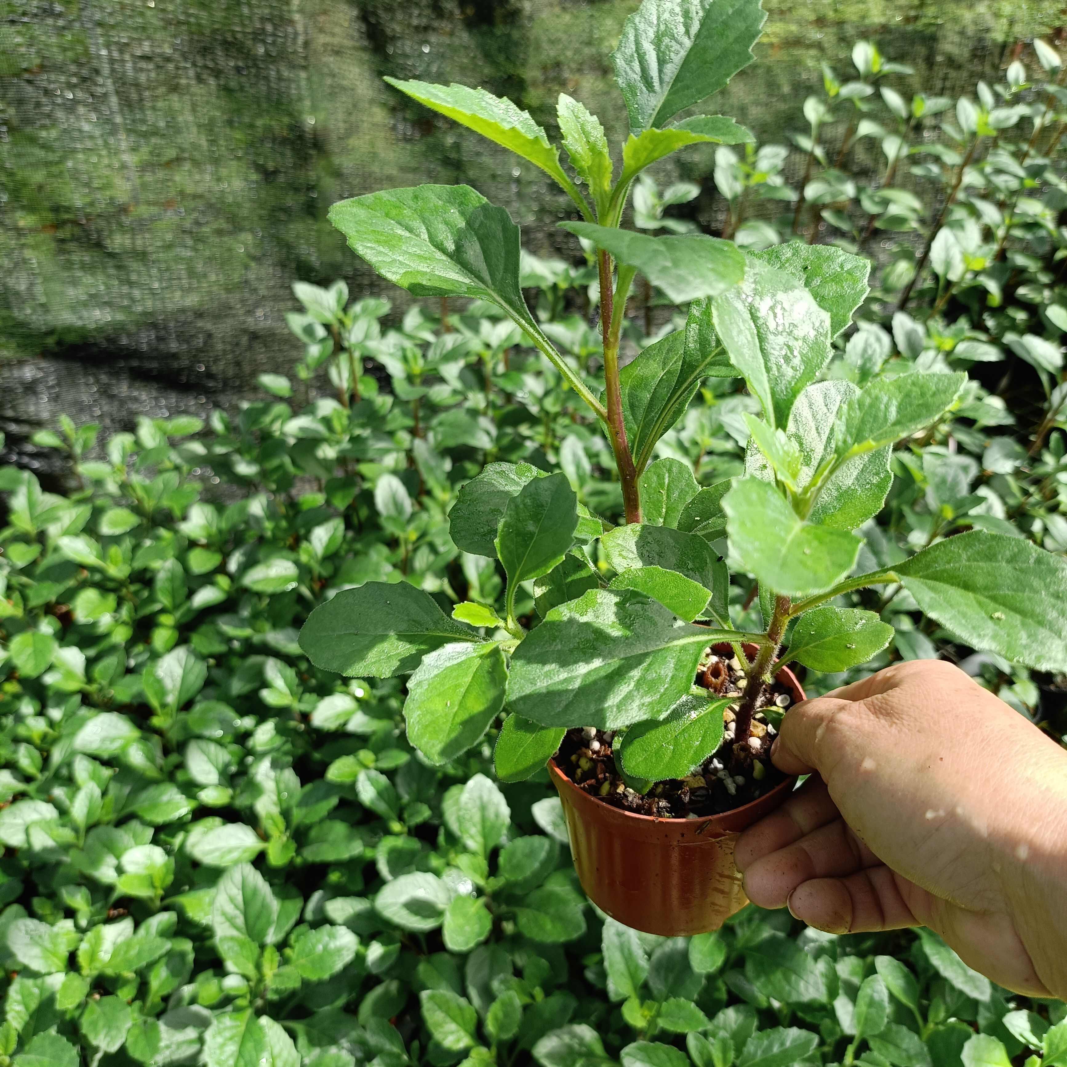 漳州片仔癀草降肝火可做盆栽可煮肉汤可和甘蔗一起榨汁好养易活