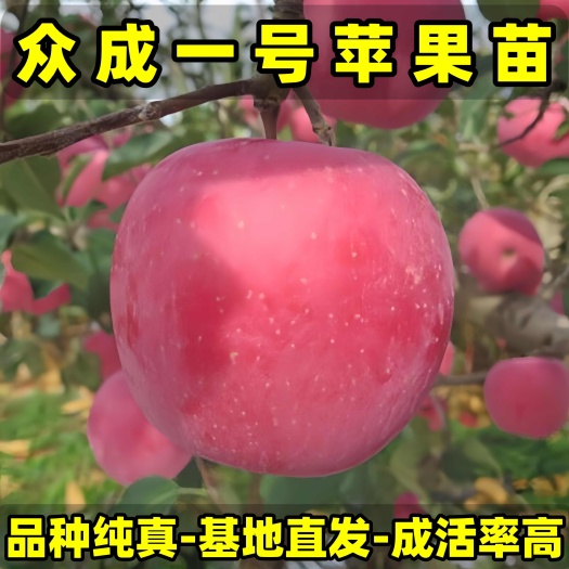 正品众成一号苹果苗 品种纯真 基地现起现发货 成活率高